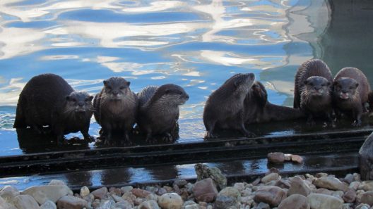 ©Fluviário de Mora