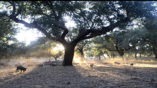 Ourique: capital do porco alentejano