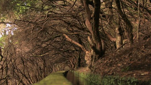 levada das 25 fontes