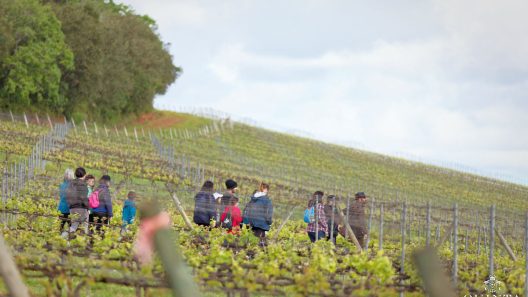Enoturismo na Quinta do Gradil
