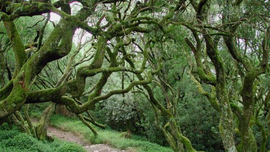 Mata nacional do Buçaco