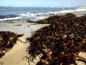 O sargaço é comum nos mares de climas quentes e temperados