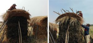 O 'cormo' evita que o sargaço apanhe água e apodreça