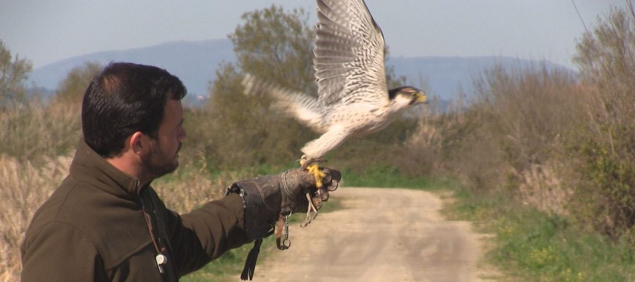 falcoaria portuguesa património cultural imaterial