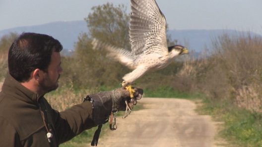 falcoaria portuguesa património cultural imaterial