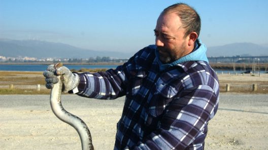 pescador de lampreia