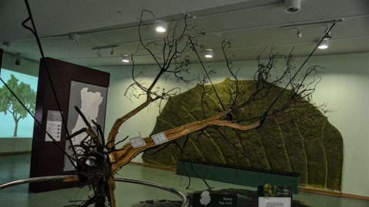 Proença-a-nova ciência viva